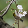 メジロと桜