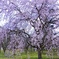 桜の園