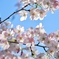 春の光　桜