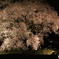 わに塚の夜桜