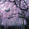専称寺枝垂れ桜