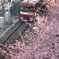 河津桜と京急