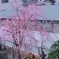 桜の種類は？