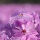 朝露を受けた芝桜