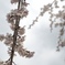 枝垂桜