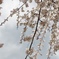 枝垂桜　②
