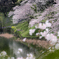 千鳥ヶ淵緑道の桜