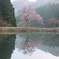 田屋の一本桜