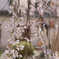 しだれ桜
