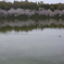 せん