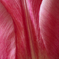Pinkな春