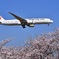 春空に満開の桜～おまけに飛行機～