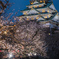大阪城と夜桜