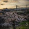 夕暮れの桜と電車の風景