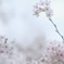 初桜