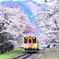 桜列車2