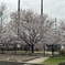 近くの川沿いの桜