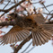 桜間飛行