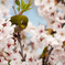 桜とメジロ1