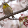桜とメジロ3