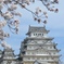 桜満開の姫路城