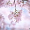 Cherry Blossom(大寒桜）