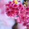 Cherry Blossom(兵七桜）