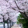 西唐津駅前の桜並木