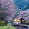 桜のある鉄道風景を求めて