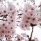 写真展「桜色」