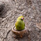 84B4EEED-BC1F-4813-9896-0F6EAD555BCCインコ２