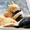 窓辺で（chata & shima）