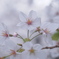 桜1