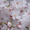 桜2