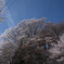 雨氷