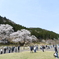 道の駅巡りの途中に見つけたデカい桜