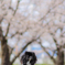 桜満開１