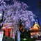浅草寺の夜桜