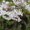 よしの桜