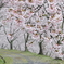 桜開花も