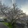 千里川 花咲か公園