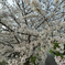 千里川 花咲か公園