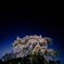 合戦場のしだれ桜