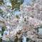 桜01(2024-04-07)