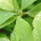 葉っぱと雨－１