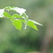 葉っぱと雨－２