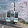桜満開