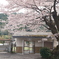 無人駅の桜