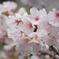 桜4