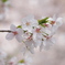 桜5
